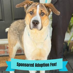Mimi, Shepherd, adult, available for adoption