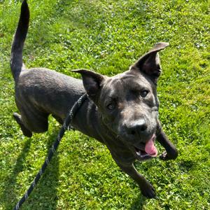 Bill, Retriever, Black Labrador, young, available for adoption