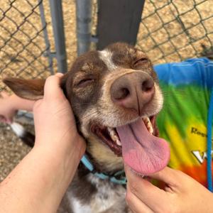 Betty, Shepherd, Australian, adult, available for adoption