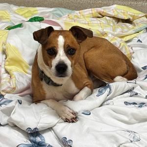 Max, Mixed Breed (Medium), senior, available for adoption