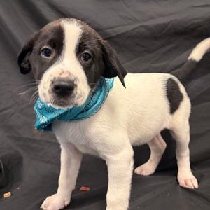 Autumn, Mixed Breed (Medium), puppy, available for adoption