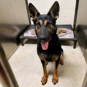 Amber, Shepherd, German, adult, available for adoption