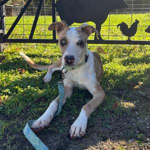 Sprinkles, Shepherd, young, available for adoption