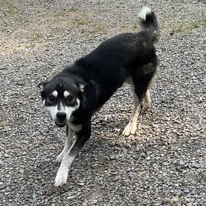 Leo, Husky, adult, available for adoption