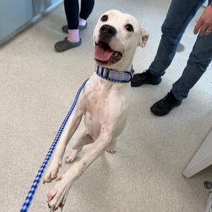 Def Jam, Terrier, American Pit Bull, young, available for adoption