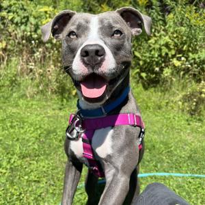 Dove, Terrier, American Pit Bull, adult, available for adoption