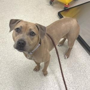 A brown dog with a black nose and floppy ears, wearing a collar and leash, standing on a tiled floor.