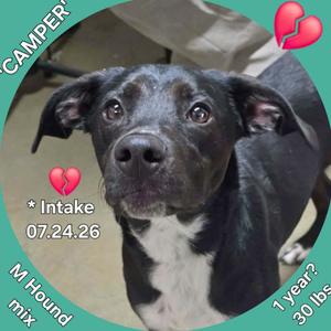 Camper, Retriever, Black Labrador, adult, available for adoption