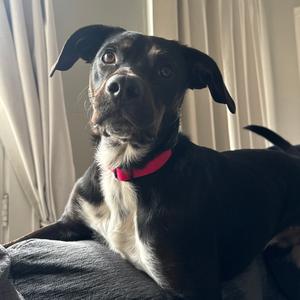 Winston, Retriever, Black Labrador, adult, available for adoption