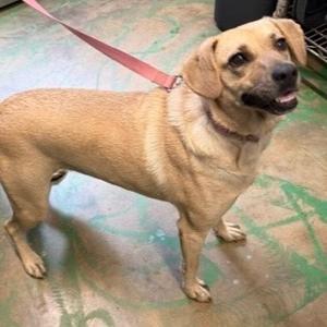 A brown dog with a red leash standing on a green and brown floor.