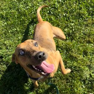 Lilo, Catahoula Leopard Dog, adult, available for adoption