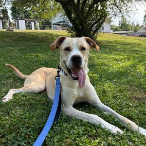 Banner, Mixed Breed (Large), adult, available for adoption
