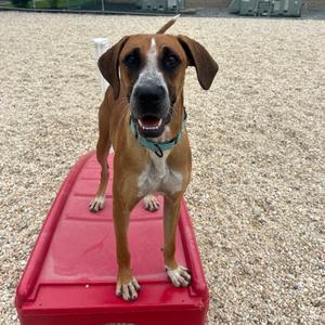 John Boy, Boxer, adult, available for adoption