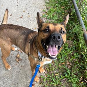 Byram, Shepherd, adult, available for adoption