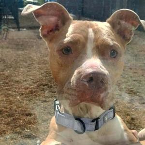 A close-up of a tan and white pit bull terrier with a gray collar, looking directly at the camera.