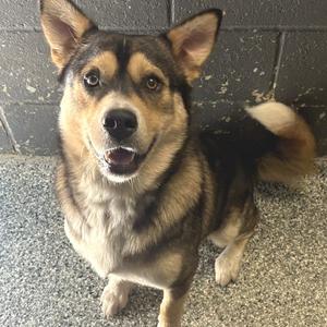 Logan, Shepherd, adult, available for adoption