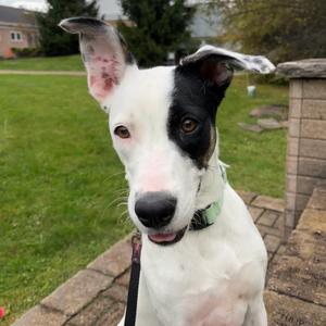 Sparky, Terrier, young, available for adoption