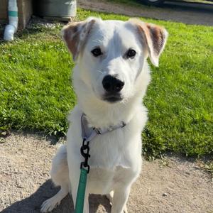Maya, Terrier, adult, available for adoption