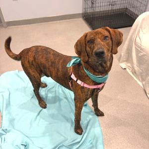 Oakie, Mixed Breed (Large), adult, available for adoption