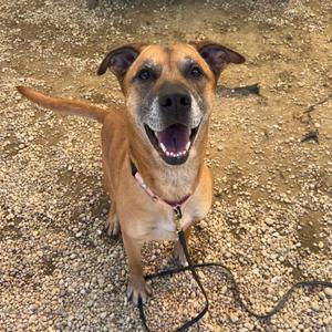 A brown dog with a happy expression, sitting on a gravel surface.