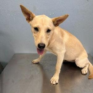A light-colored dog with pointed ears and a pink tongue sticking out, sitting on a metal surface.