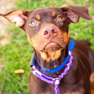 Rugby, Pinscher, Doberman, young, available for adoption