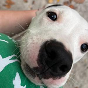 Axle, Terrier, Pit Bull, young, available for adoption