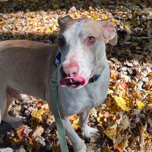 Cisco, Cattle Dog, Australian (Red Heeler), adult, available for adoption