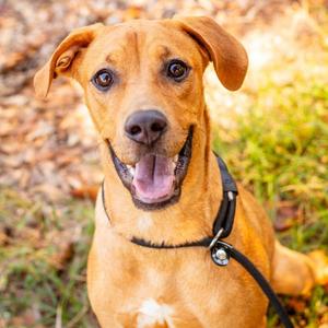 Nala, Retriever, Labrador, young, available for adoption