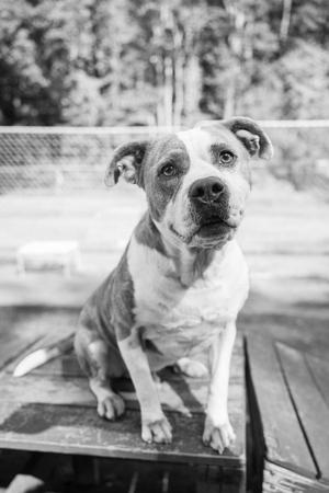 A black and white photo of a pit bull sitting on a wooden surface.