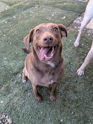 A brown dog with its tongue out, sitting on grass.
