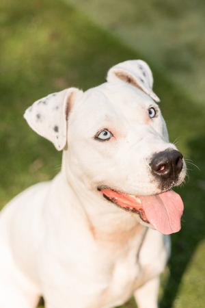 Winter, Catahoula Leopard Dog / American Pit Bull Terrier, available for adoption