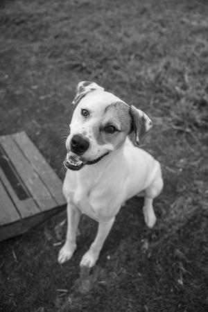 black and white photo of a dog