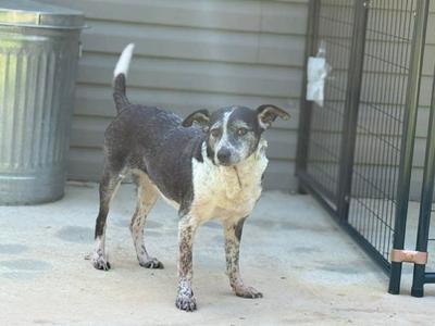a black and white dog standing on a concrete surface