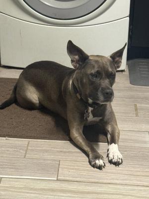 Juniper, American Pit Bull Terrier, adult, available for adoption