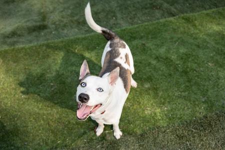 A white dog with brown spots and blue eyes is standing on green grass, looking up with its mouth open and tongue out.