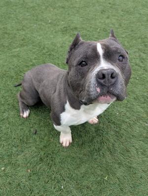 A gray and white pit bull terrier sitting on green grass, looking up at the camera.