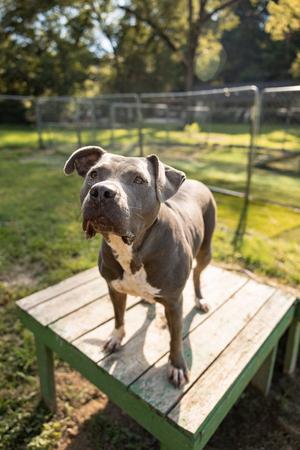Minka, American Pit Bull Terrier / American Staffordshire Terrier, adult, available for adoption