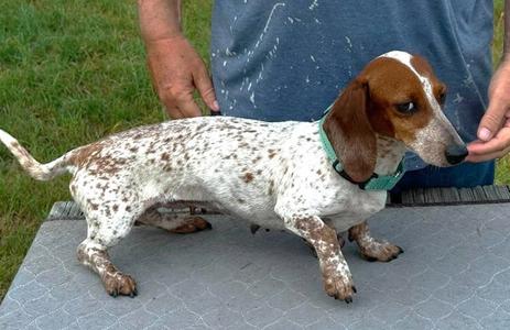 Vera's Sky TX, Dachshund, adult, available for adoption