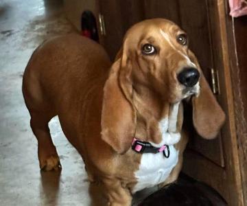 Fatima TX, Basset Hound, adult, available for adoption