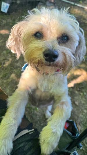 A small, fluffy dog with light-colored fur and dark eyes, wearing a blue collar, sitting on a person's lap.