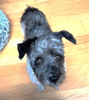 Timothy TX, Terrier, senior, available for adoption