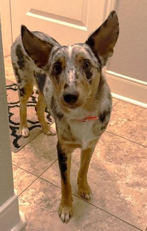 Oz TX, Australian Shepherd, young, available for adoption