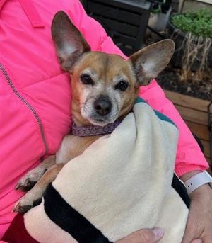 Lily Nason NJ, Pug / Dachshund, senior, available for adoption
