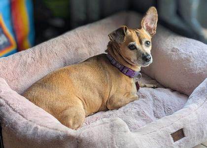 Lily Nason NJ, Pug / Dachshund, senior, available for adoption