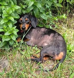 Prospect Pete LA, Dachshund, adult, available for adoption
