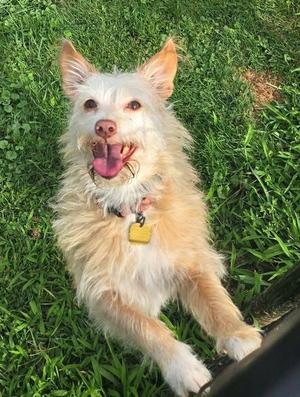 Kym's Ginger TX, Terrier, senior, available for adoption
