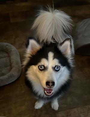Snowy TX, Pomeranian / Husky, young, available for adoption