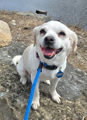 Carolyn's Dixi TX, Terrier / Pug, adult, available for adoption