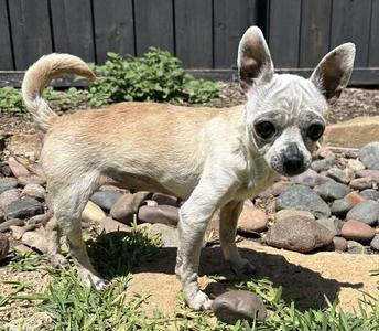 Edna the Spicy Chi TX, Chihuahua, senior, available for adoption